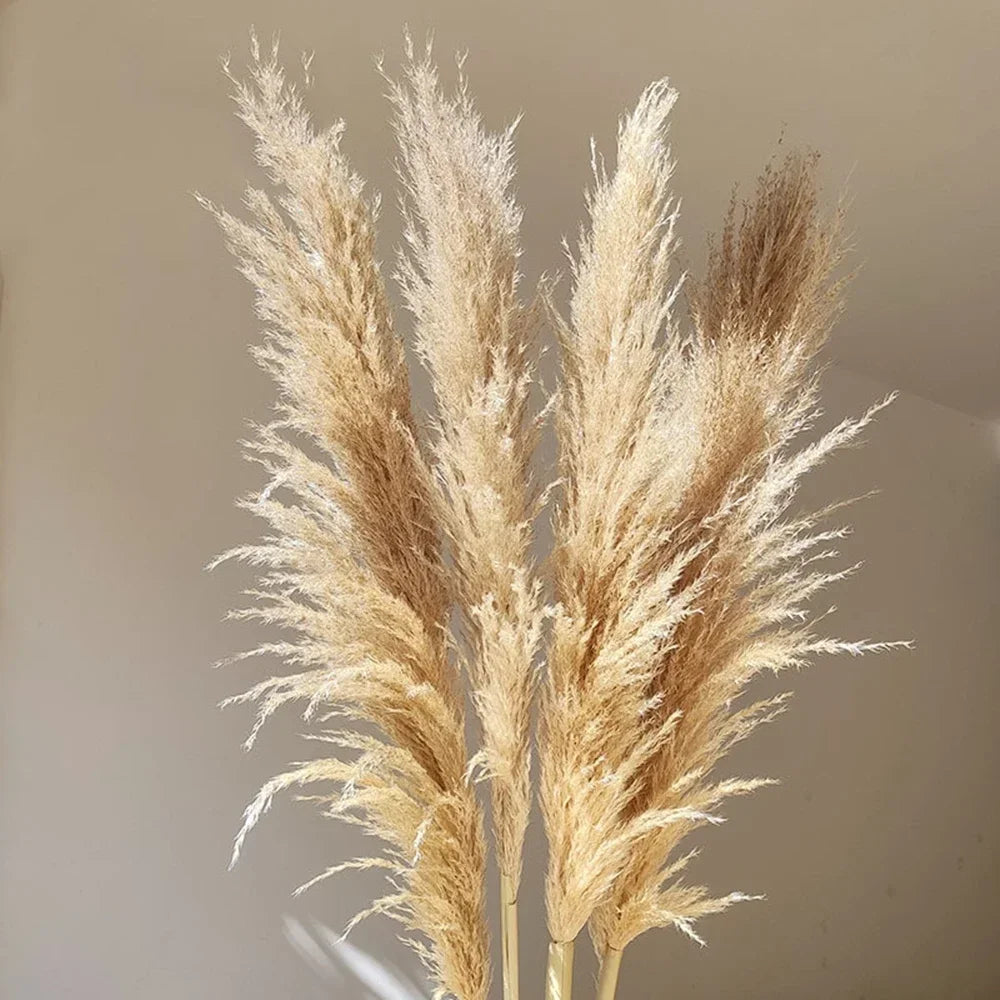 Natural Dried Pampas Grass 80 cm – Stylish Boho & Minimalist Décor – Sets of 5 or 10